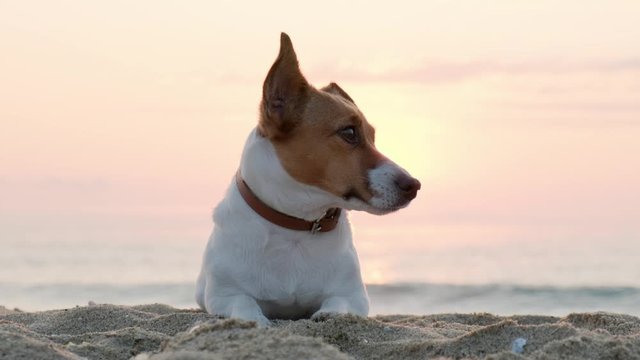 A portrait of a Jack Russell dog lies on the sand by the sea against a background of blue clouds and looks at the owner, moving its ears against the backdrop of a rising pink sun disk at sunrise. Pet