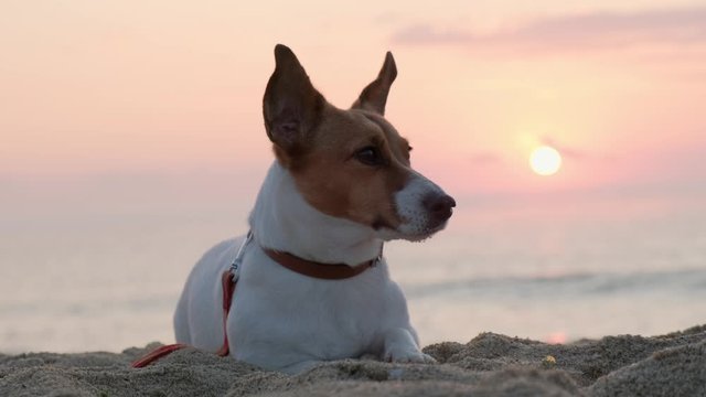 A portrait of a Jack Russell dog lies on the sand by the sea against a background of blue clouds and looks at the owner, moving its ears against the backdrop of a rising pink sun disk at sunrise. Pet