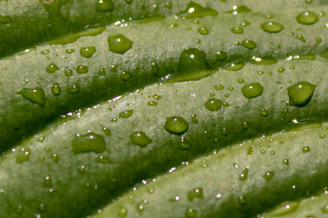 water drops on green leaf, close-up full frame background