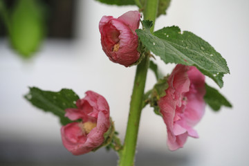 Hollyhocks, alcea rosea pink
