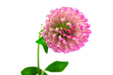 Clover flowers isolated on white background