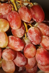 Autumn harvest of red, juicy grapes in Crete, closeup view