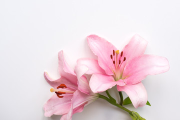Fototapeta na wymiar High angle view of pink lily blossoms on white background with copy space (selective focus)