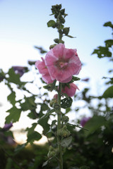 Beautiful Hollyhocks, alcea rosea pink