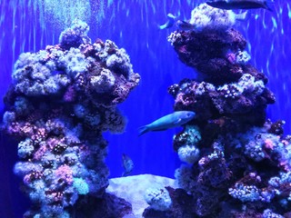 red coral and tropical fish