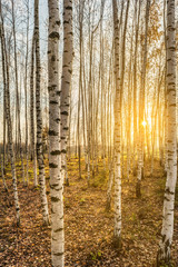birch grove in the rays of the setting sun, trees are lit by the warm autumn sun in the evening, wildlife landscape background
