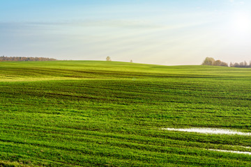 Green field and blue sky and sun rays, nature landscape background
