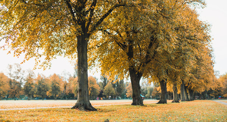 Autumn Scene in the Park