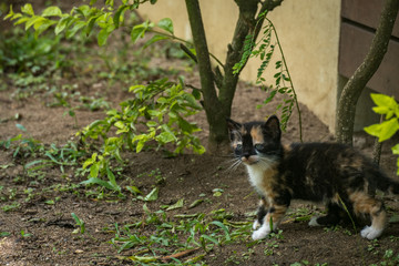 Beautiful kitten in Fiji with blue eyes 