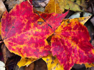 red and yellow leaves