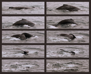 A Collage of a Humpback Whale  as It Begins Its Sounding Dive