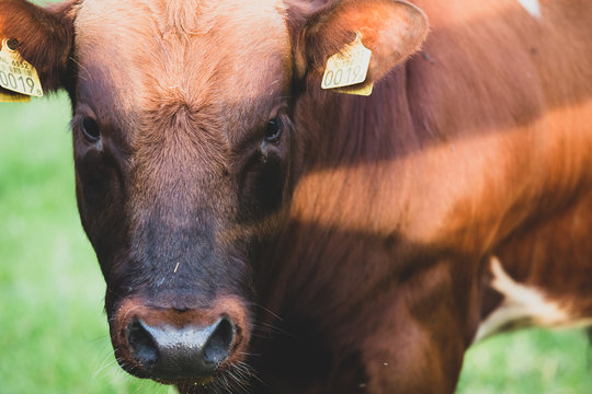 Brown beef master bull cattle head on image from the Netherlands