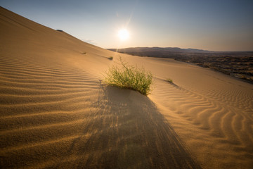The Lonely Grass in Desert