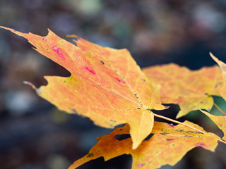 maple leaf from side
