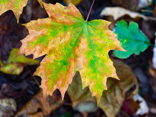 green and brown maple leaf