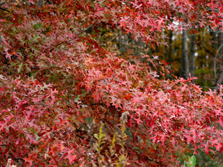 red oak in autumn