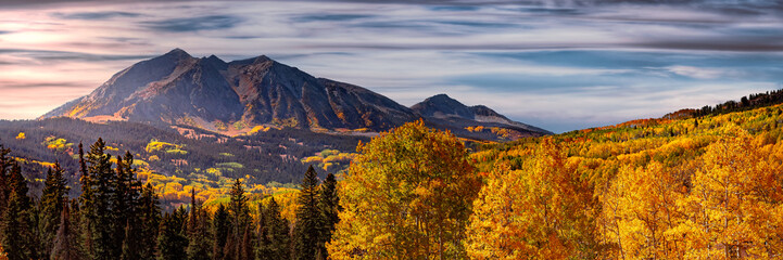 Changing of the Aspen Leaves in the Rocky Mountains of Colorado during Autumn season. 