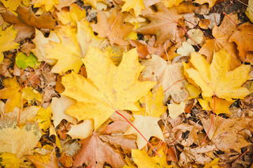 Colorful autumn leaves. Orange Autumn Leaves Background
