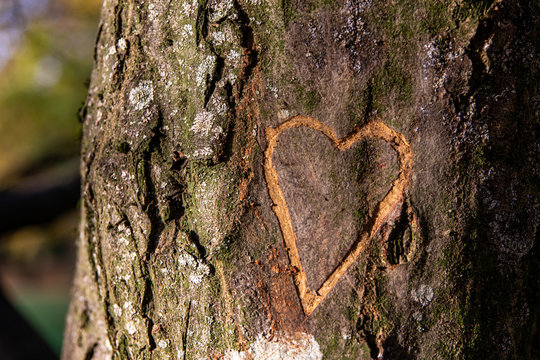 Symbolbild Liebe Herz in Baum eingeritzt