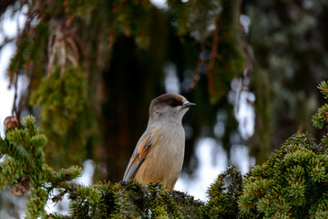 bird on a branch