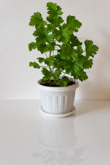 Young plant of royal pelargonium (geranium) in a white pot on a light background with place for text.