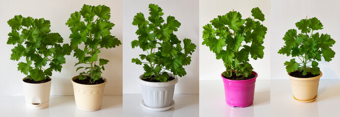 Five young plants of royal pelargonium in various color pots on a light background.