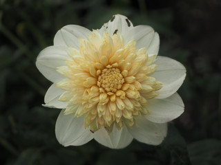 Closeup of cream not perfect Dahlia flower with eaten petals, view from above