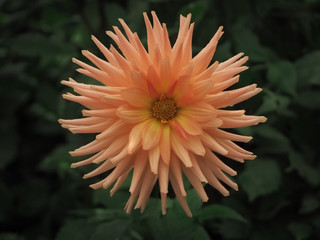 Closeup of peach Dahlia flower, view from above