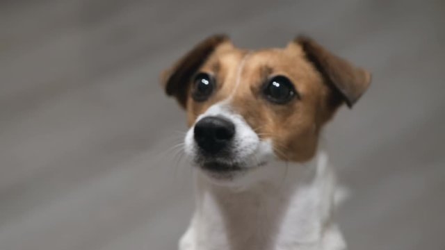 Slow motion portrait of a happy dog breed Jack Russell Terrier looks affectionately at the owner, sticking out his tongue and wagging his tail. Favorite pets in the apartment. Lifestyle