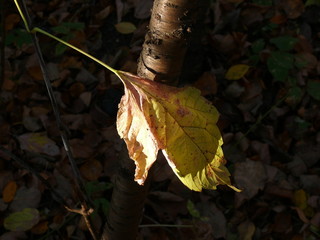 autumn leaf