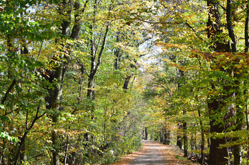 Jesienna ścieżka