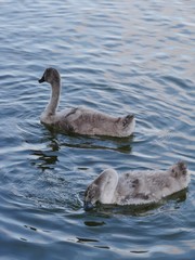 Junge Schwäne schwimmen
