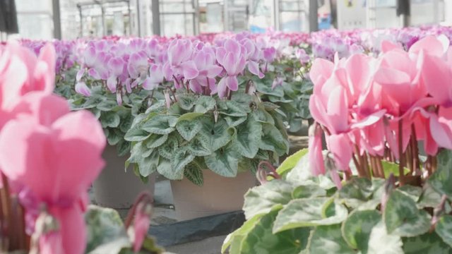 cyclamen in Botanical garden of japan