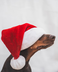 Doberman dog hiding under Santa's hat