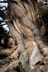 Obraz premium Bristlecone Pine
