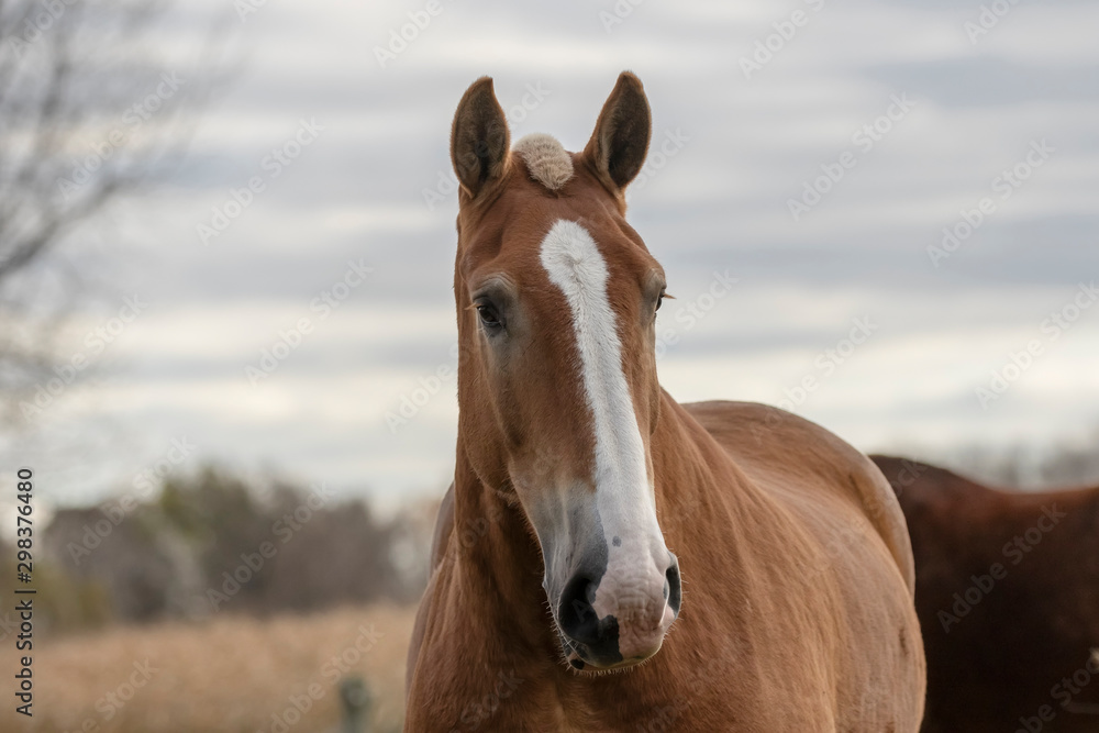 Sticker Beautiful heavy draft horse a large horse used for pulling heavy loads,