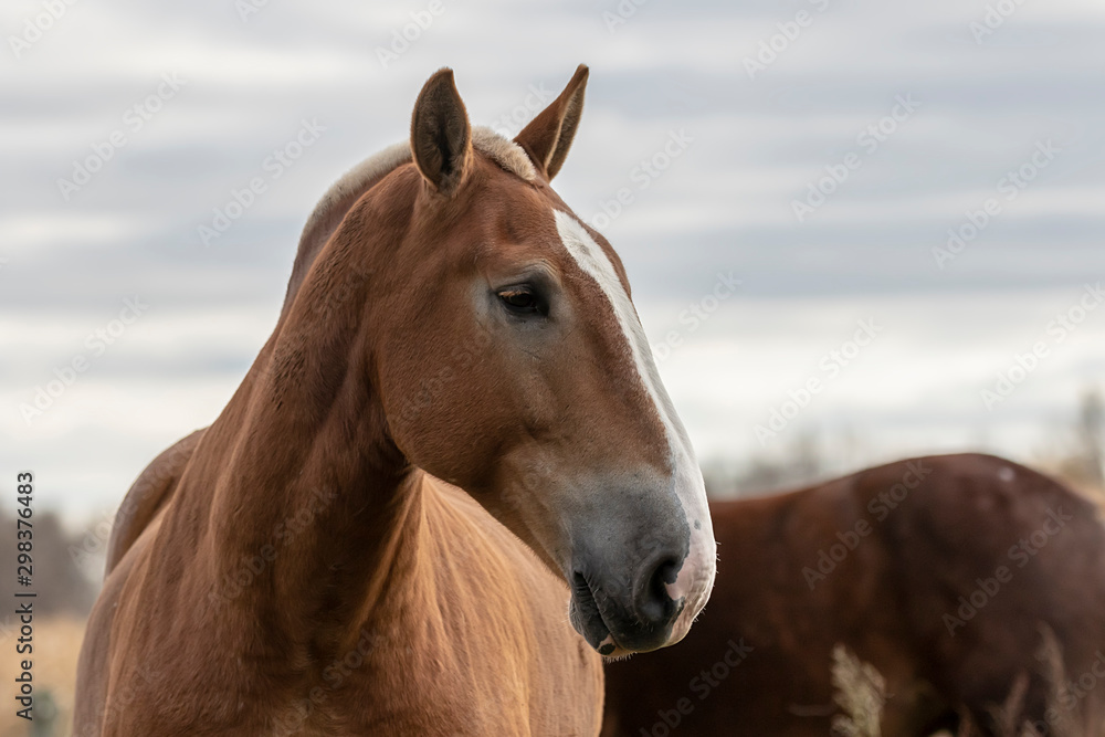 Canvas Prints Beautiful heavy draft horse a large horse used for pulling heavy loads,