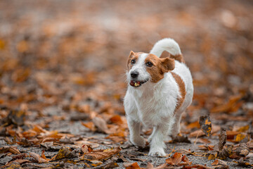 Jack Russle Terrier in a park among autumn leaves..