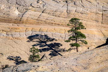 Tree Shadow, Escalante