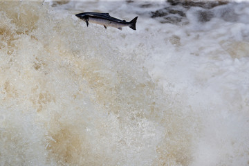 Leaping salmon