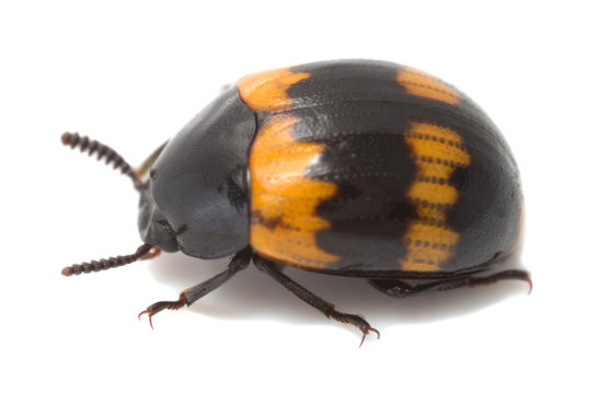 Darkling beetle, diaperis boleti isolated on white background