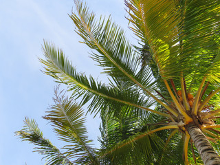 Palm trees under a blue sky in Martinique, French West Indies.  Caribbean sea. Natural colors and texture.