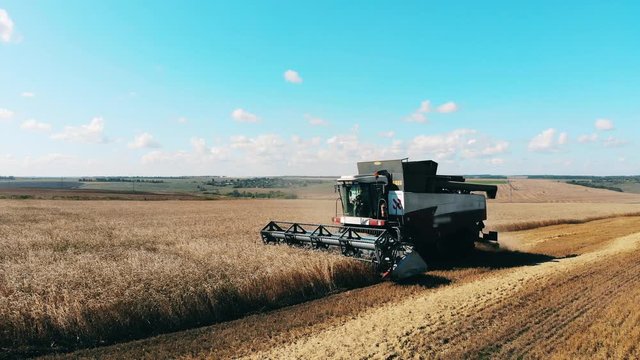 Reaping of wheat is held by the farming machine
