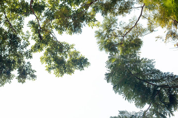 green leaf from big tree in forest isolated on white