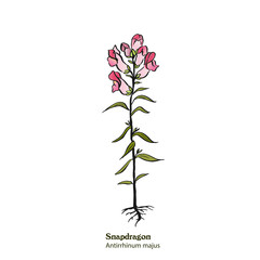 Hand drawn illustration of  sprig of Snapdragon plant, Antirrhinum majus with flowers, leaves and stem.