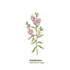 Hand drawn illustration of  pink Snapdragon plant, Antirrhinum majus with flowers, leaves and stem.