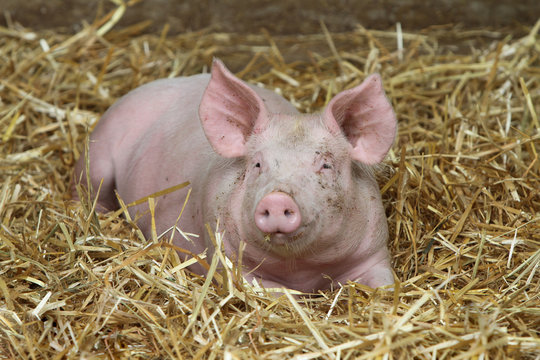 Schwein im Stroh