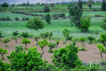 Fototapeta na wymiar Vineyards in the form of tree, grape garden.
