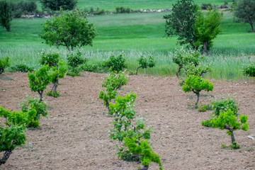 Fototapeta na wymiar Vineyards in the form of tree, grape garden.