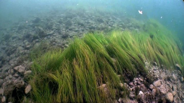 Underwater landscape in sunlight in water of Lena River in Siberia of Russia. Unique relaxation video about nature.